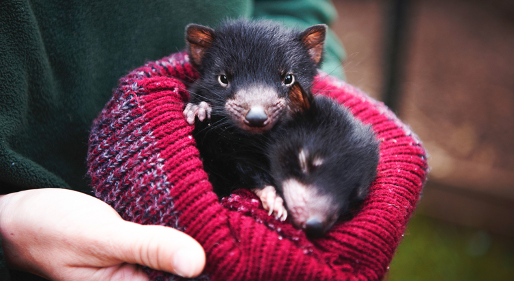 Australien Tasmanien Tasmanischer Teufel